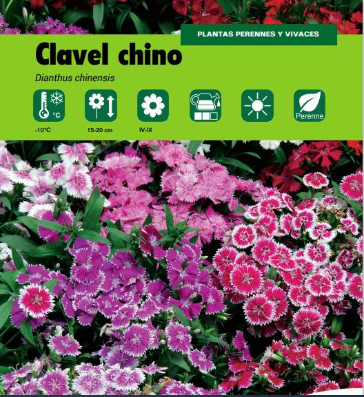 Clavel chino – Naturplant Viveros