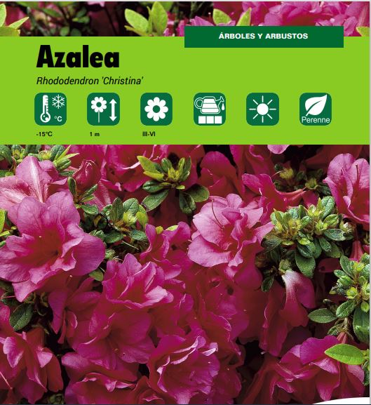 Azalea christina – Naturplant Viveros