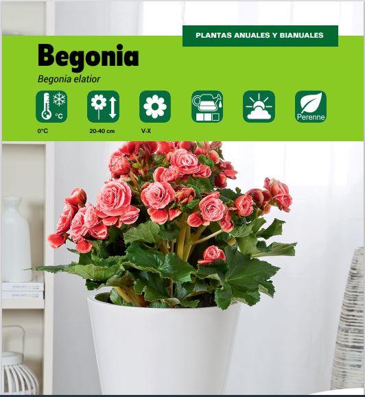 Begonia elatior – Naturplant Viveros